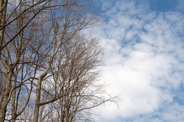 bare trees in spring woods with wispy cloud and sky background