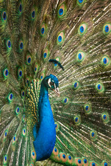 Fototapeta premium peacock