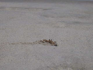 crab in sand