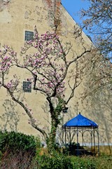 Sunny april day in shabby german garden with old tatty house. Pavillion with blue canopy. Pink blossom on magnolia tree.  © Keikona