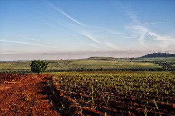 Sugar cane Plantation farm in Brazil.