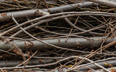 severed branches of different sizes