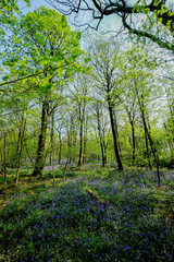 Bluebell Woods