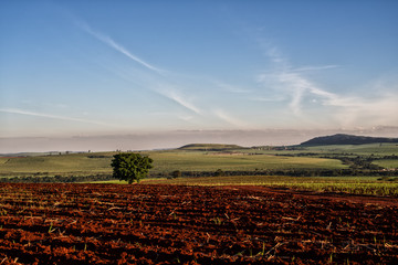 Sugar cane Plantation farm in Brazil.