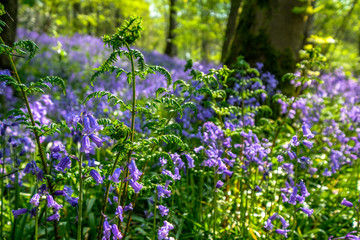 Fototapeta premium Bluebell Woods
