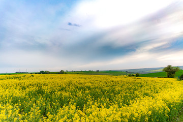 yellow field of oilseed rape with amazing sky