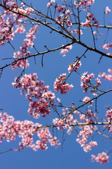 Beautiful cherry blossom (sakura) with branch in spring time over blue sky. Spring season.