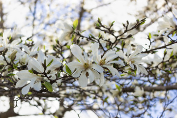 Beautiful white magnolia flowers in the spring season on the magnolia tree. Blue sky background. White magnolia flowering background.