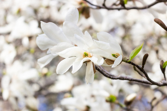 Beautiful white magnolia flowers in the spring season on the magnolia tree. Blue sky background. White magnolia flowering background.