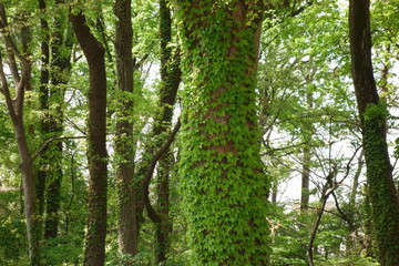 Obraz premium Wooded area of ​​spring 
