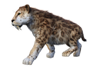 3D Rendering Sabertooth Tiger on White