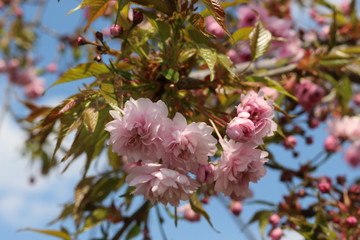 Sakura blossomed on a sunny spring day