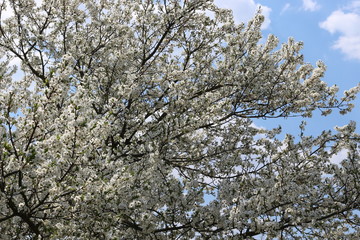 Fruit trees bloom in spring