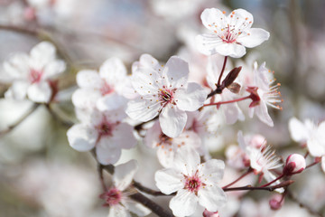 Close up of white cherry tree during spring time