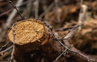 close up of a severed trunk