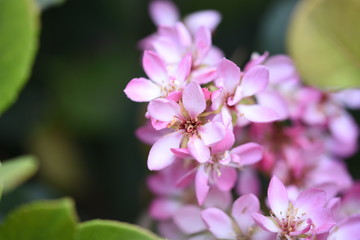 flowers of tree in spring