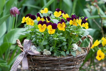 Hornveilchen in Gelb und Lila im Korb im Frühlingsgarten