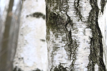 Birch trees with black and white birch bark as natural birch background with birch texture