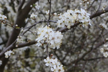 Fruit tree bloomed in white fragrant flowers in spring