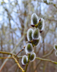 yellow willow buds in the spring in the forest