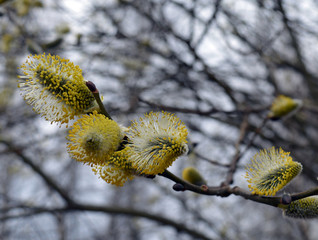 branch of a willow