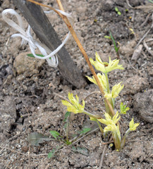 green shoots of Tulip flowers in the garden in spring