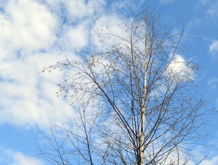 birch tree branches against the blue sky in spring