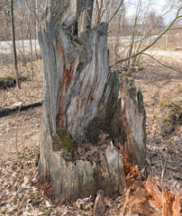 rotten stump left from the tree in the forest in the spring