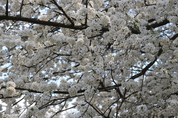 Fruit tree bloomed in white fragrant flowers in spring