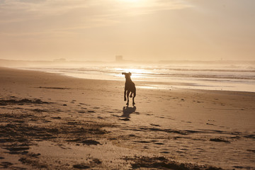 dog on the beach