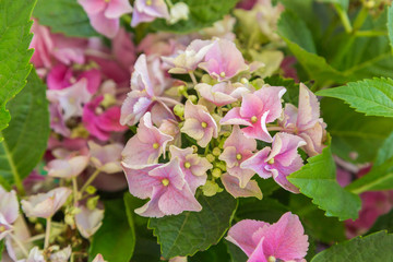 Fototapeta premium Hydrangea macrophylla Magical Amethyst / Hokomathyst