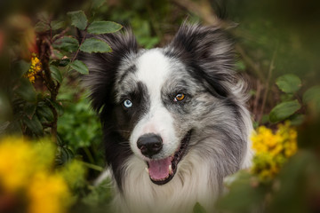 Border collie dog with mahonia branches