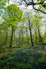 Obraz premium Bluebell Woods