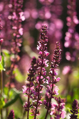 Pink Salvia Flowers