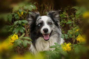 Border collie dog with mahonia branches