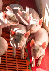 suinocultura agronegócio