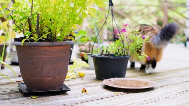 One maine coon cat walking on house or home wooden deck garden, sniffing potted green catnip plants, purple flowers in pots outside on sunny day