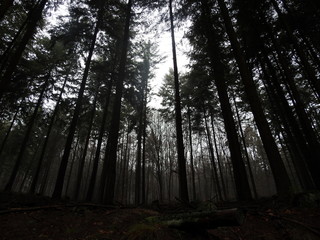 Fototapeta premium Wald, Landschaft, Pilze