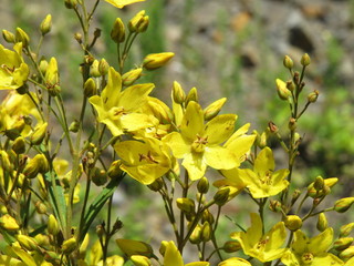 Group of small yellow flowers