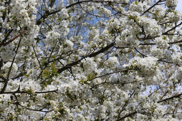 Fruit tree bloomed in white fragrant flowers in spring