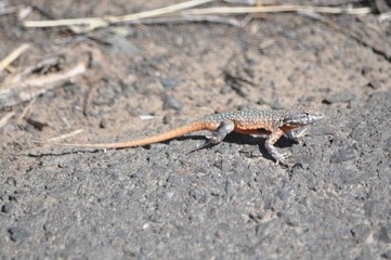 Western Fence Lizard