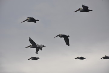 Flock of Pelicans