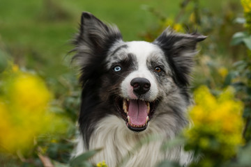 Border collie dog with mahonia branches