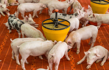suinocultura agronegócio