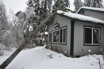 Tree Damage