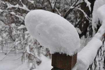 Mosquito in Snow