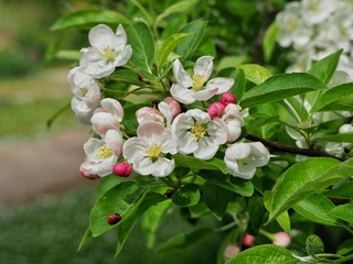 Crab Apple Blossom 
