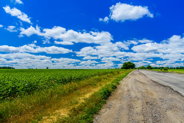 Asphalt road near the field of the young green sunflowers