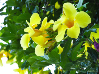 Flores Grandes Amarillas En Un Arbol