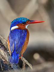 Malachite kingfisher (Corythornis cristatus)